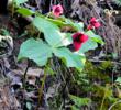 southern red trillium on the River Bluff Trail by Patricia Cox